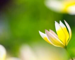 Tulip Turkestanica 26 Tulip Turkestanica -Beauty Flowers Shop tulip turkestanica 12