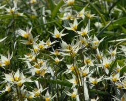 Tulip Turkestanica 18 Tulip Turkestanica -Beauty Flowers Shop tulip turkestanica 2