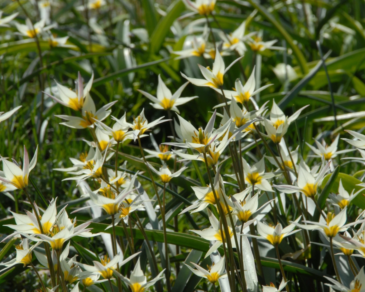 Tulip Turkestanica 6 Tulip Turkestanica - Image 4