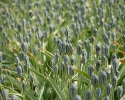 Tulip Turkestanica 21 Tulip Turkestanica -Beauty Flowers Shop tulip turkestanica 4