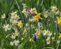 Tulip Turkestanica 22 Tulip Turkestanica -Beauty Flowers Shop tulip turkestanica 5