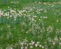 Tulip Turkestanica 24 Tulip Turkestanica -Beauty Flowers Shop tulip turkestanica 7