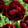 Tulip 'Uncle Tom' -Beauty Flowers Shop tulip uncle tom 00