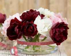 Tulip 'Uncle Tom' 26 Tulip 'Uncle Tom' -Beauty Flowers Shop tulip uncle tom 1