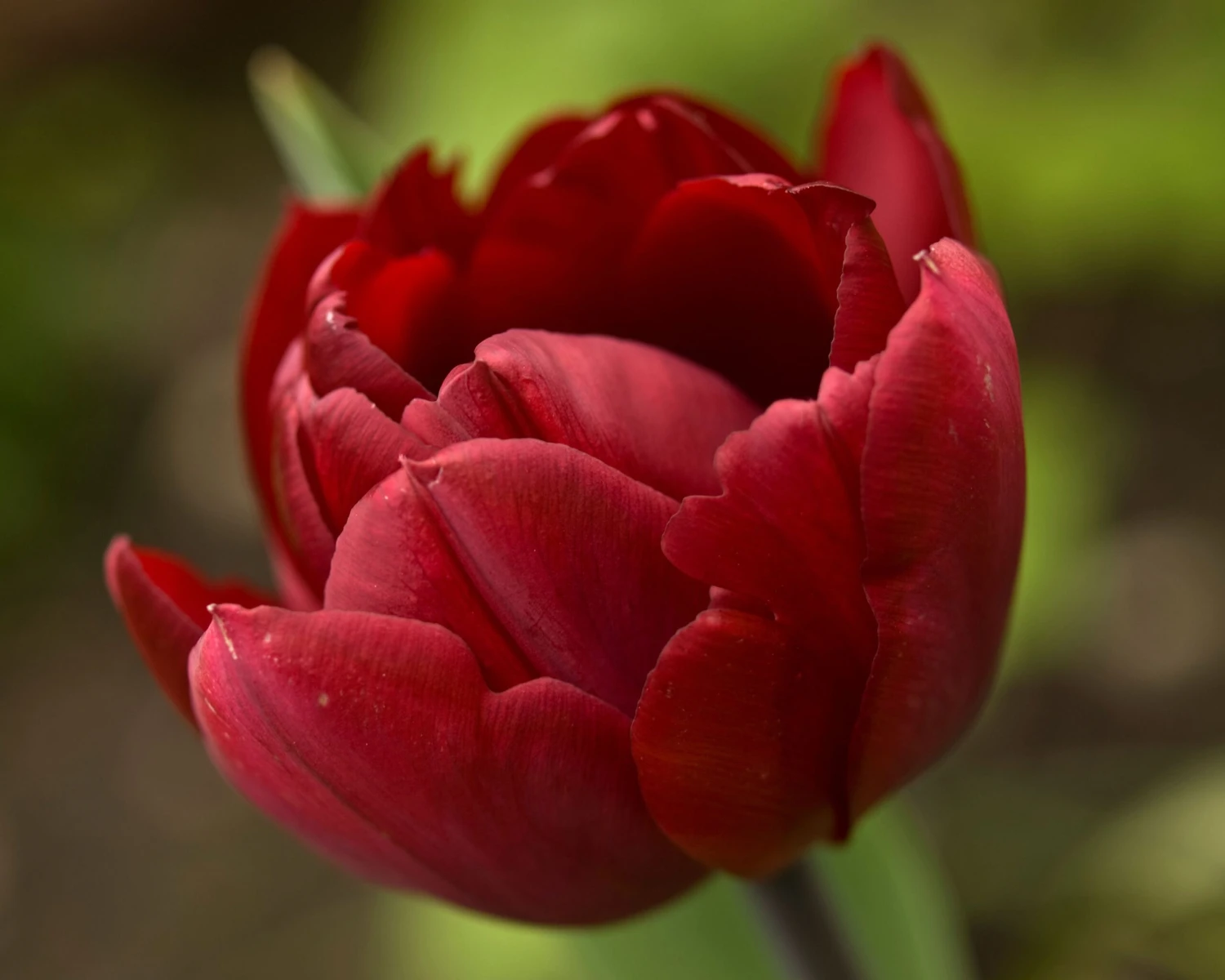 Tulip 'Uncle Tom' 17 Tulip 'Uncle Tom' - Image 15