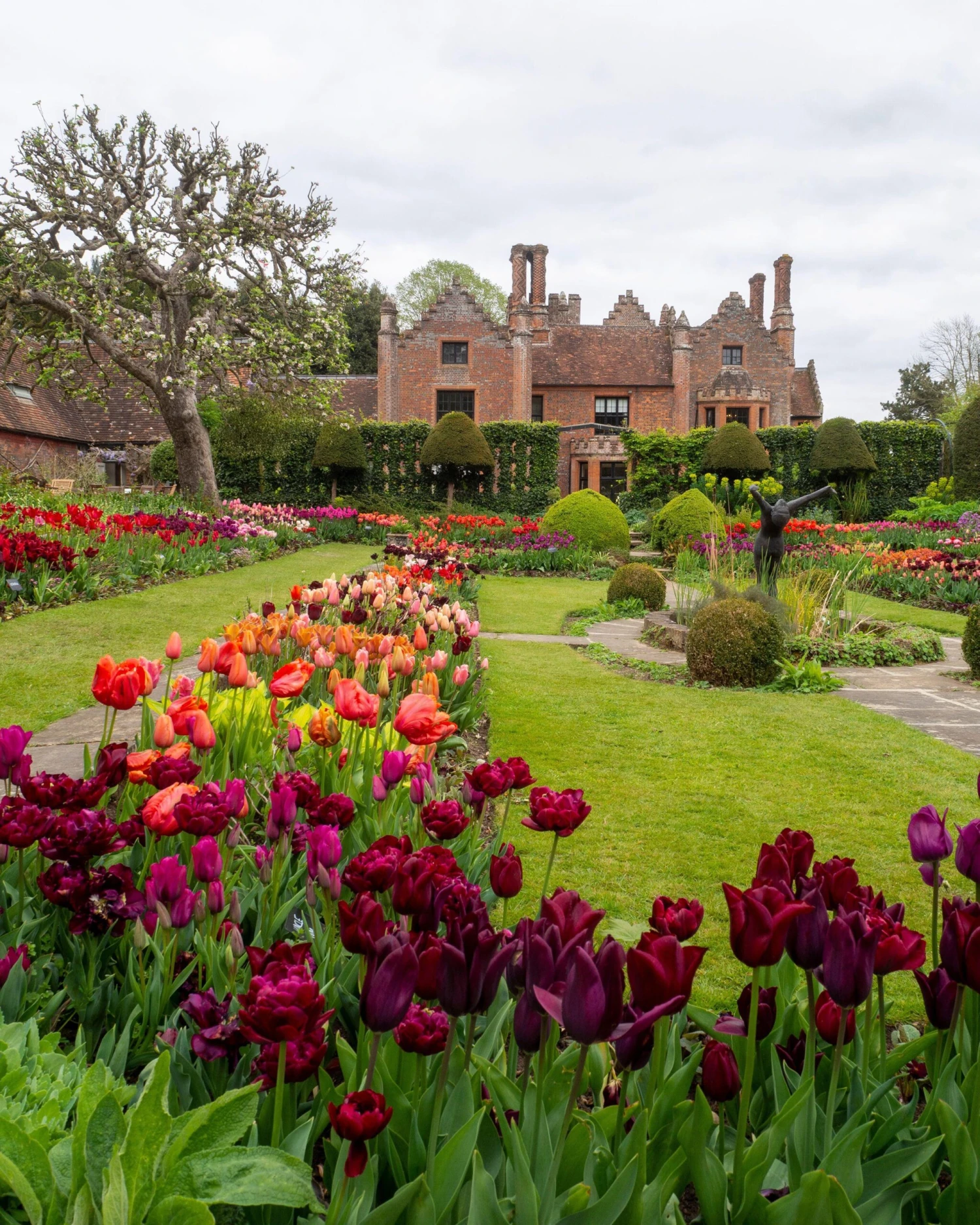 Tulip 'Uncle Tom' 4 Tulip 'Uncle Tom' - Image 2