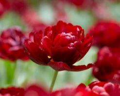 Tulip 'Uncle Tom' 21 Tulip 'Uncle Tom' -Beauty Flowers Shop tulip uncle tom 3