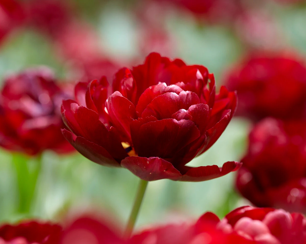 Tulip 'Uncle Tom' 7 Tulip 'Uncle Tom' - Image 5