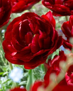 Tulip 'Uncle Tom' 22 Tulip 'Uncle Tom' -Beauty Flowers Shop tulip uncle tom 4