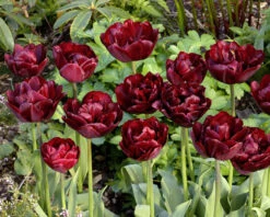 Tulip 'Uncle Tom' 19 Tulip 'Uncle Tom' -Beauty Flowers Shop tulip uncle tom 5