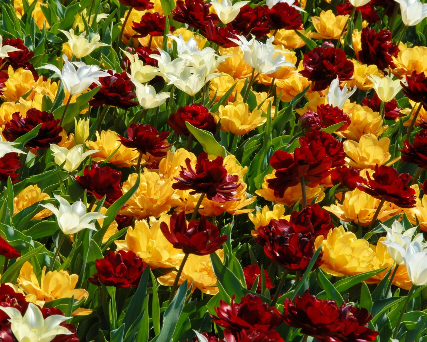 Tulip 'Uncle Tom' 14 Tulip 'Uncle Tom' - Image 12