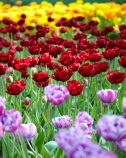 Tulip 'Uncle Tom' 29 Tulip 'Uncle Tom' -Beauty Flowers Shop tulip uncle tom 8