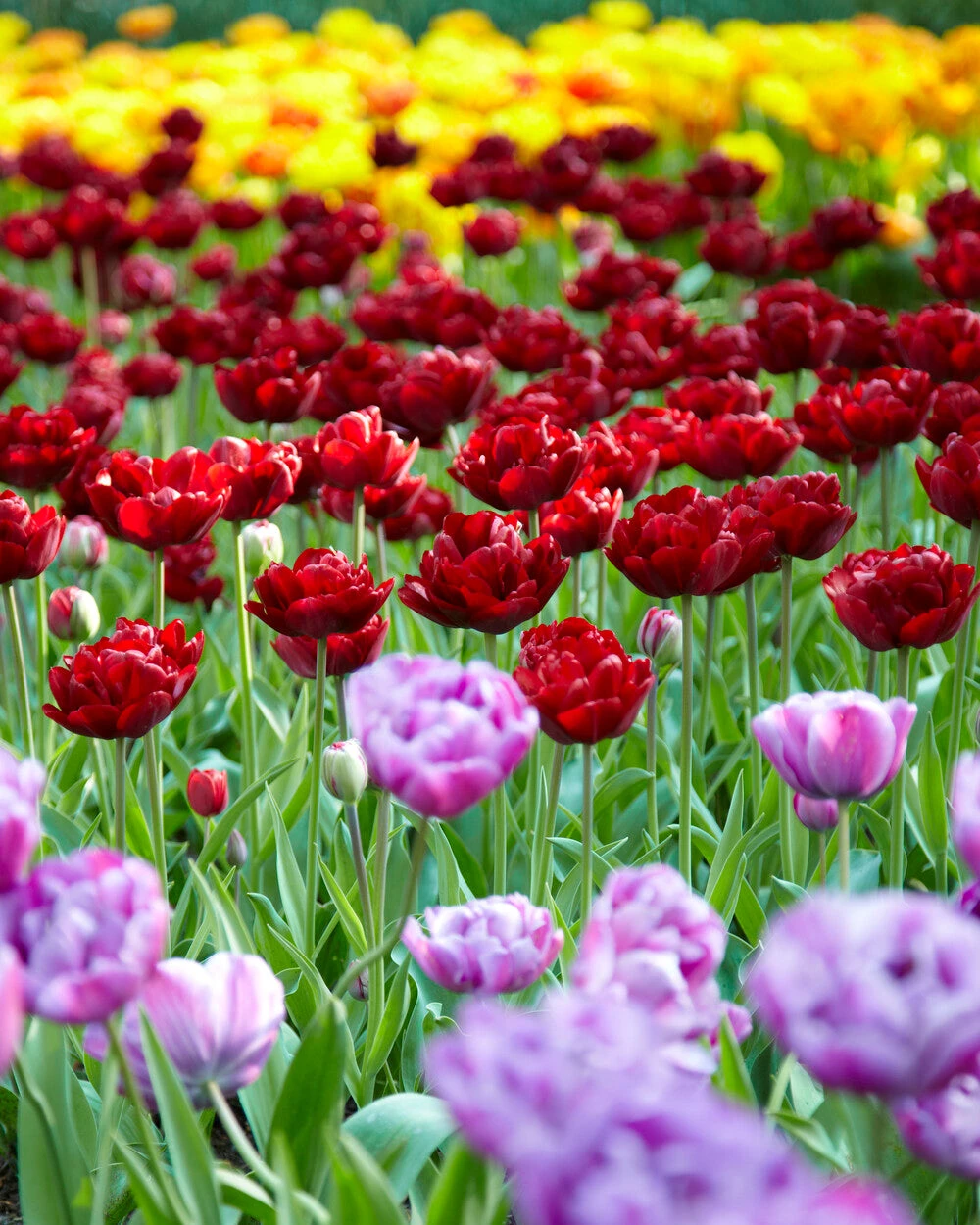 Tulip 'Uncle Tom' 15 Tulip 'Uncle Tom' - Image 13