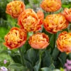 Tulip 'Valdivia' -Beauty Flowers Shop tulip valdivia 2