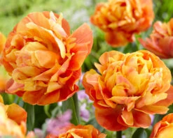 Tulip 'Valdivia' -Beauty Flowers Shop tulip valdivia 3