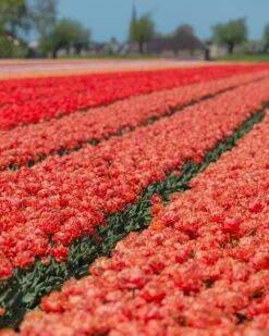 Tulip 'Valdivia' -Beauty Flowers Shop tulip valdivia 4