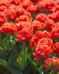 Tulip 'Valdivia' -Beauty Flowers Shop tulip valdivia 5