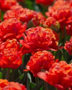 Tulip 'Valdivia' -Beauty Flowers Shop tulip valdivia 6