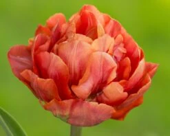 Tulip 'Valdivia' -Beauty Flowers Shop tulip valdivia 9