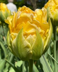 Tulip 'Vanilla Coup' -Beauty Flowers Shop tulip vanilla coup 0000