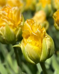 Tulip 'Vanilla Coup' -Beauty Flowers Shop tulip vanilla coup 00000