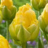 Tulip 'Vanilla Coup' 1 Tulip 'Vanilla Coup' -Beauty Flowers Shop tulip vanilla coup 1