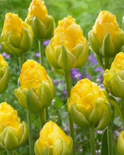Tulip 'Vanilla Coup' -Beauty Flowers Shop tulip vanilla coup 2
