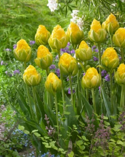 Tulip 'Vanilla Coup' -Beauty Flowers Shop tulip vanilla coup 3