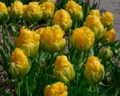 Tulip 'Vanilla Coup' -Beauty Flowers Shop tulip vanilla coup 5