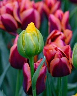 Tulip 'Vanilla Coup' -Beauty Flowers Shop tulip vanilla coup 6