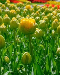 Tulip 'Vanilla Coup' -Beauty Flowers Shop tulip vanilla coup 8