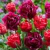 Tulip Collection 'Very Velvet' 2 Tulip Collection 'Very Velvet' -Beauty Flowers Shop tulip very velvet 1