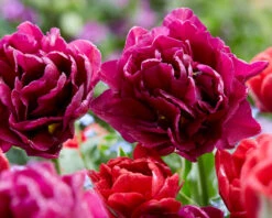 Tulip Collection 'Very Velvet' 5 Tulip Collection 'Very Velvet' -Beauty Flowers Shop tulip very velvet 2