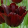 Tulip 'Vincent Van Gogh' 2 Tulip 'Vincent Van Gogh' -Beauty Flowers Shop tulip vincent van gogh 1