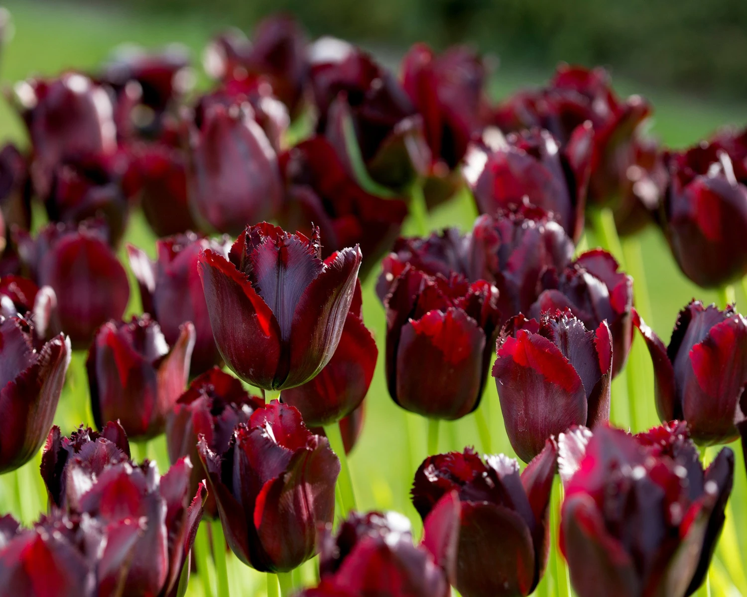 Tulip 'Vincent Van Gogh' 4 Tulip 'Vincent Van Gogh' - Image 2