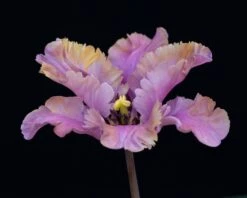 Tulip 'Vovos' 18 Tulip 'Vovos' -Beauty Flowers Shop tulip vovos 1