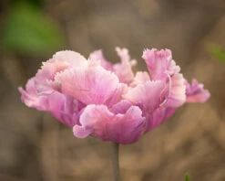 Tulip 'Vovos' 19 Tulip 'Vovos' -Beauty Flowers Shop tulip vovos 3