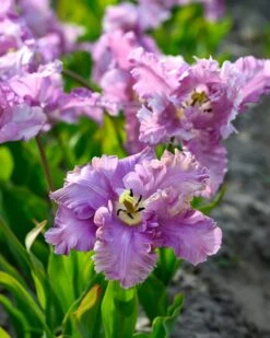 Tulip 'Vovos' 12 Tulip 'Vovos' -Beauty Flowers Shop tulip vovos 4