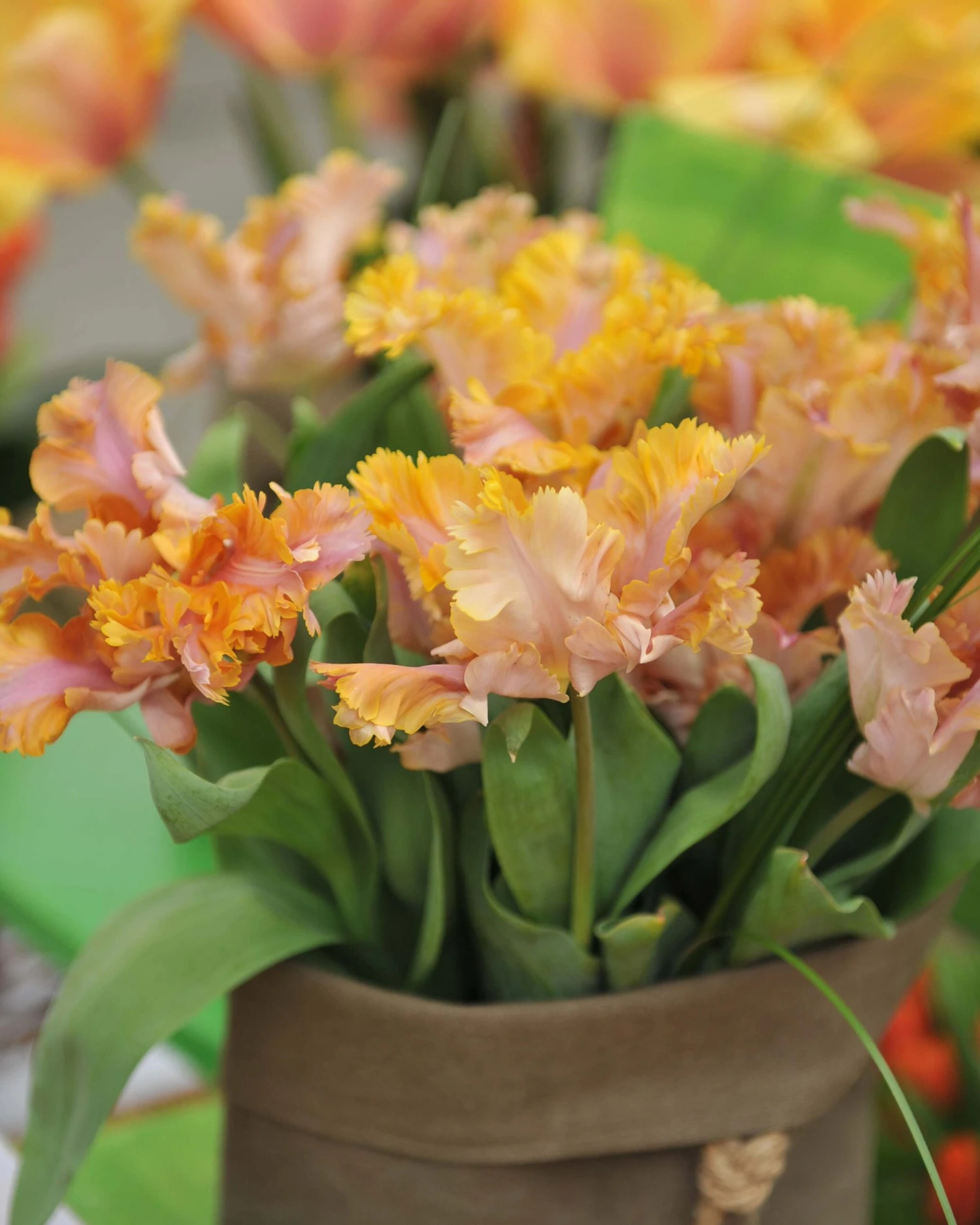 Tulip 'Vovos' 9 Tulip 'Vovos' - Image 7