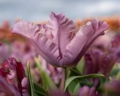 Tulip 'Vovos' 14 Tulip 'Vovos' -Beauty Flowers Shop tulip vovos 8