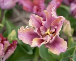 Tulip 'Vovos' 13 Tulip 'Vovos' -Beauty Flowers Shop tulip vovos 9