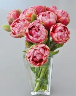 Tulip 'Wedding Gift' -Beauty Flowers Shop tulip wedding gift 1