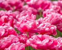 Tulip 'Wedding Gift' -Beauty Flowers Shop tulip wedding gift 10