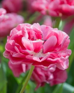 Tulip 'Wedding Gift' -Beauty Flowers Shop tulip wedding gift 11