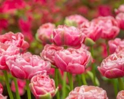 Tulip 'Wedding Gift' -Beauty Flowers Shop tulip wedding gift 12