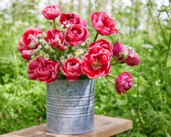 Tulip 'Wedding Gift' -Beauty Flowers Shop tulip wedding gift 13