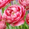 Tulip 'Wedding Gift' 1 Tulip 'Wedding Gift' -Beauty Flowers Shop tulip wedding gift 14