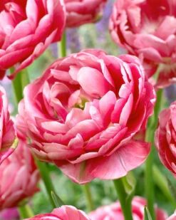Featured Products 3 Tulip 'Wedding Gift'
