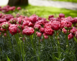 Tulip 'Wedding Gift' -Beauty Flowers Shop tulip wedding gift 16