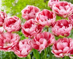 Featured Products -Beauty Flowers Shop tulip wedding gift 18